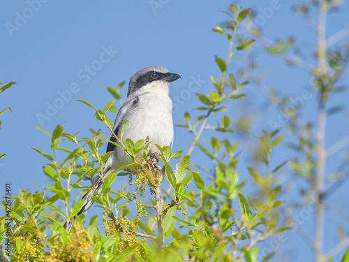Photography eastern loggerhead shrike (Lanius ludovicianus) perched on top of oak tree in sp