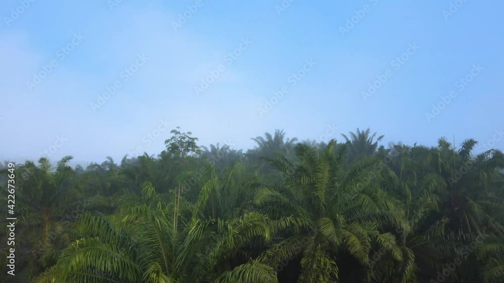 Sunrise in the misty forest. Marvelous view of flying over pine forest in the morning. There is magical fog all the way to the horizon. Aerial shot, 4K Thailand Sunrise in the misty forest. Marvelous view of flying over pine forest in the morning. There is magical fog all the way to the horizon. Aerial shot, 4K Thailand