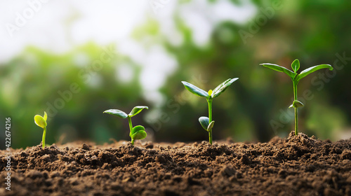 soybean growth in farm with green leaf background. agriculture plant seeding growing step concept