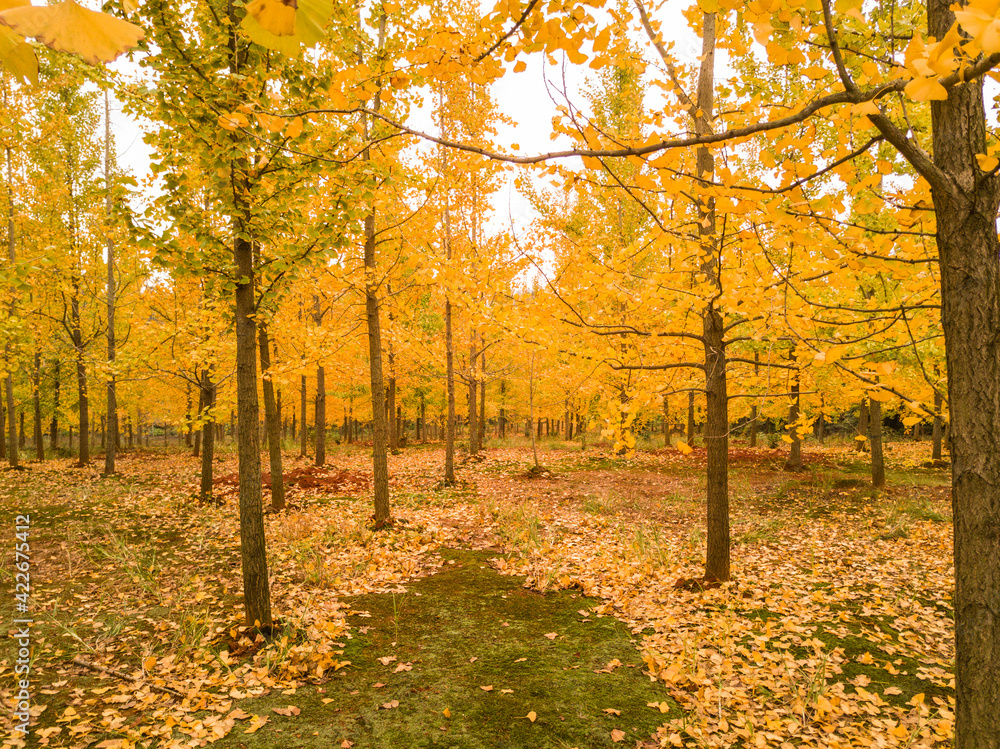 Fototapeta premium autumn in the park