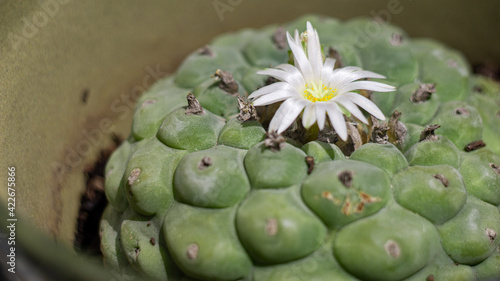 Canvas-taulu wirikuta hikuri mexican peyote flower