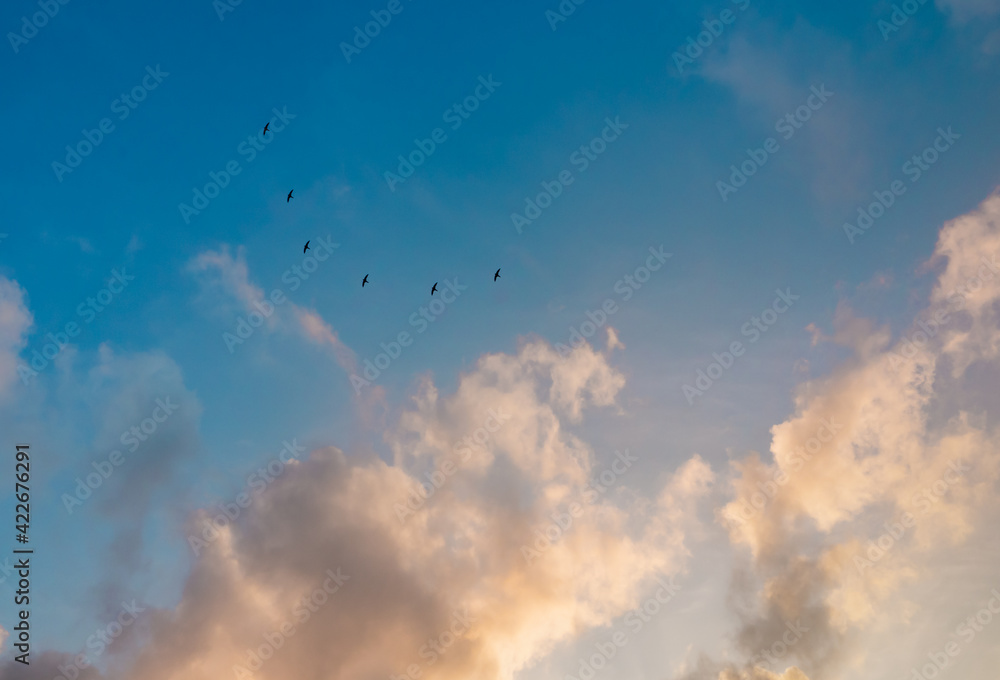aerial view in the high blue wide space in the spring bright day. clean weather good air on a warm sunny day. sunlight shine on white cumulus clouds. flying in the ozone level high on the dream. 