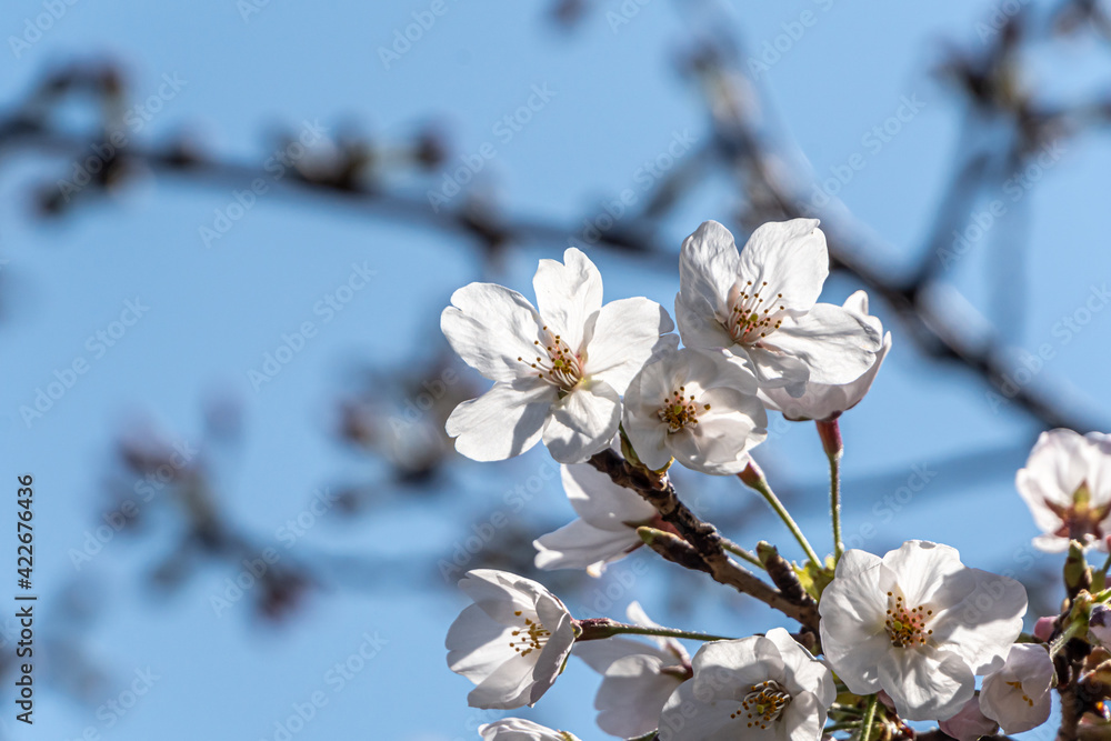 Obraz premium Pink cherry blossom in spring