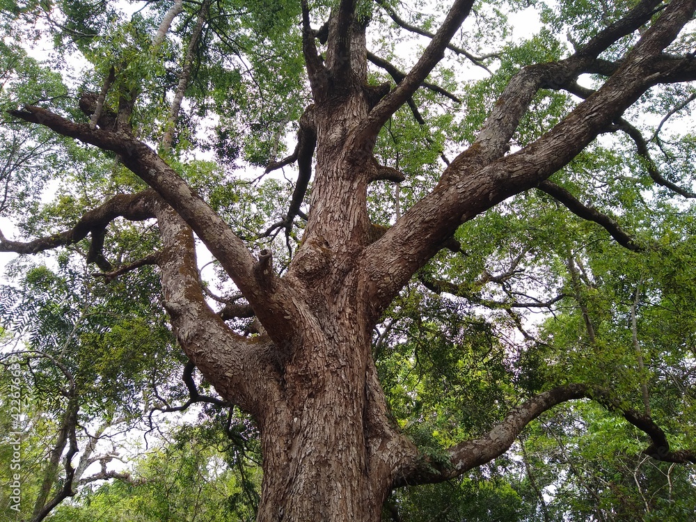 Big tree in the forest Big tree in the forest