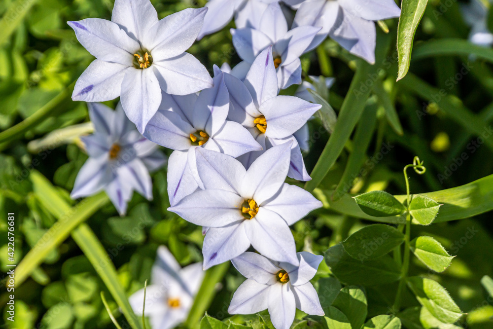 Spring starflower; Ipheion uniflorum Spring starflower; Ipheion uniflorum