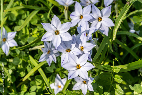 Spring starflower; Ipheion uniflorum