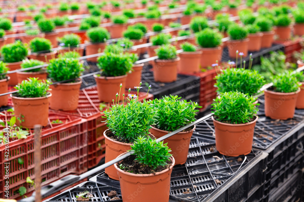 Flowers carefully growing in flowerpots in glasshouse farm