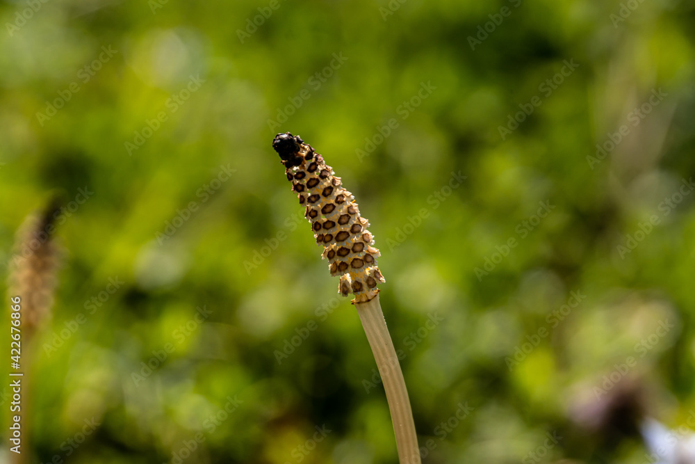 Reproductive shoot of the field horsetail Reproductive shoot of the field horsetail