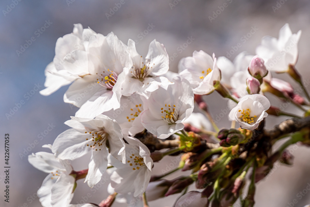 Pink cherry blossom in spring