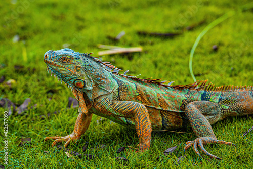 Wallpaper Mural Lizard Iguana, in a cave where lizards live. And in the subfamily Iguanidae. Torontodigital.ca