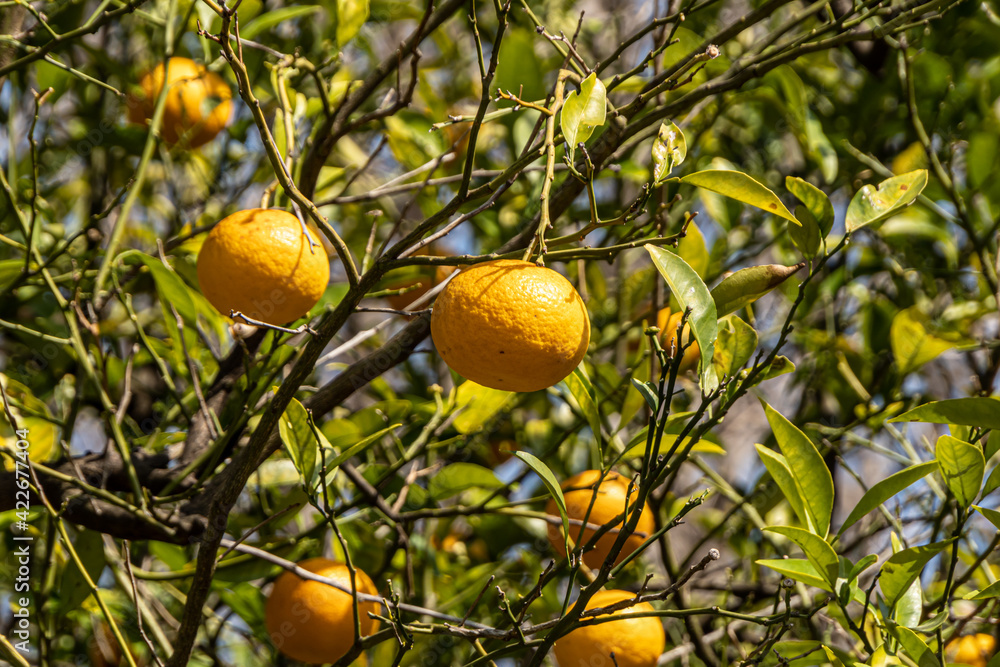 Oranges on a plantation tree