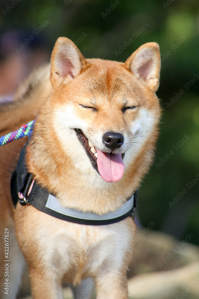 Cute Portrait of Smiling Shiba inu Dog on hiking Front view happy dog close up landscape, chilling shiba inu leisure on park, smile pet relaxing on nature, animal friend relax