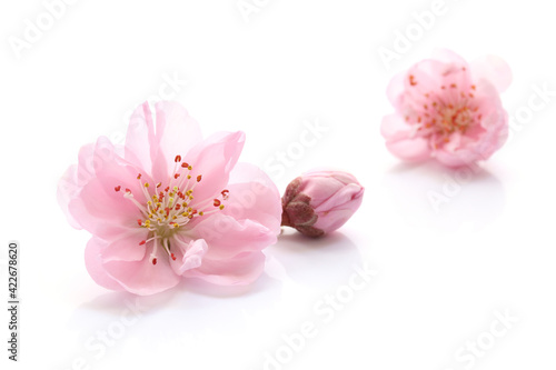 桃の花 花びら 春 白 背景