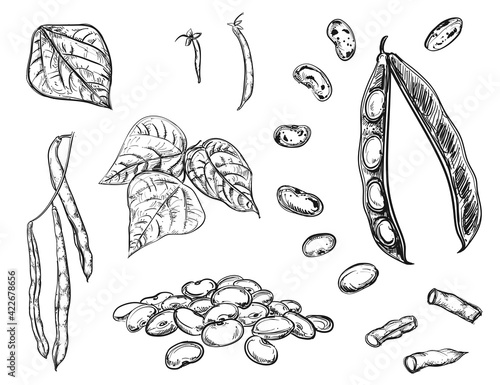 Foto Hand drawn sketch black and white of kidney bean, grain, leaf