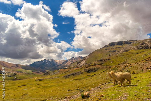 llamas in the mountain.
llamas in the peruvian andes.beautiful valley in peru