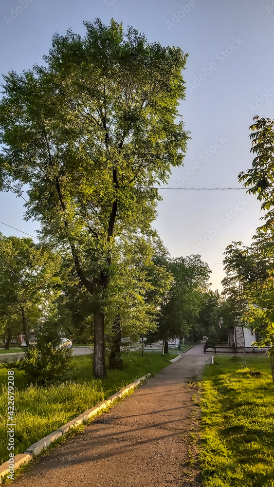 Summer day in a city with many green vegetation