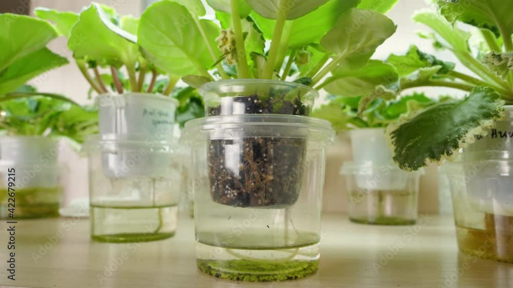 Growing indoor flowers. Violets or Saintpaulias on the shelf. Wick watering. Hydroponics Growing indoor flowers. Violets or Saintpaulias on the shelf. Wick watering. Hydroponics