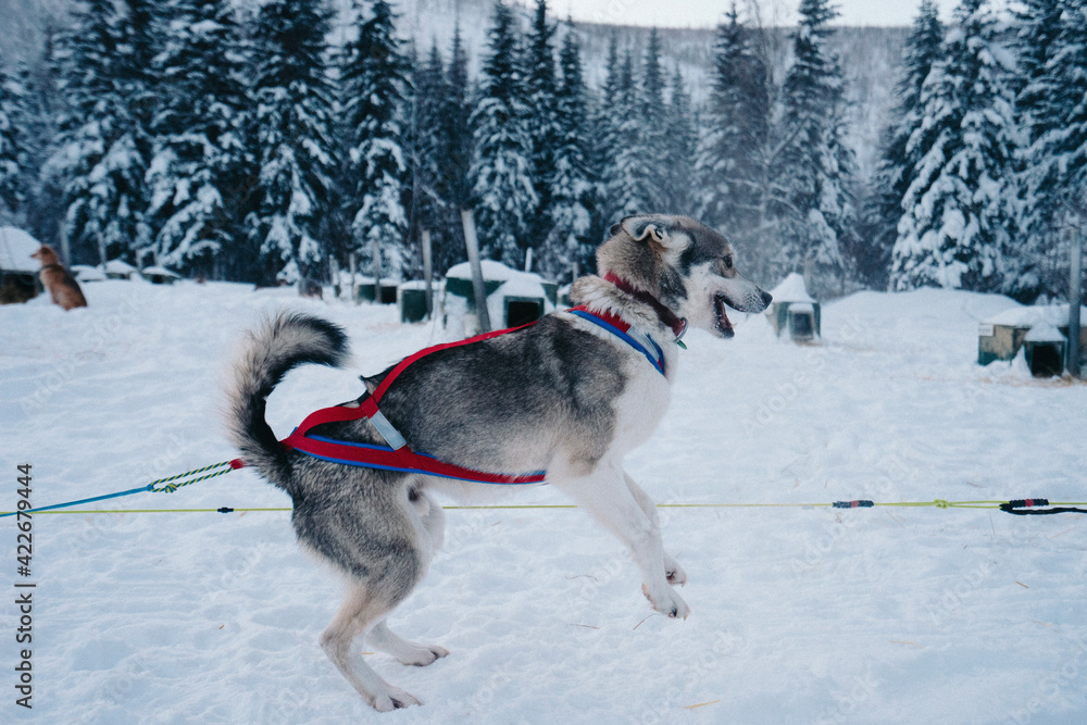 dogs playing in snow dogs playing in snow