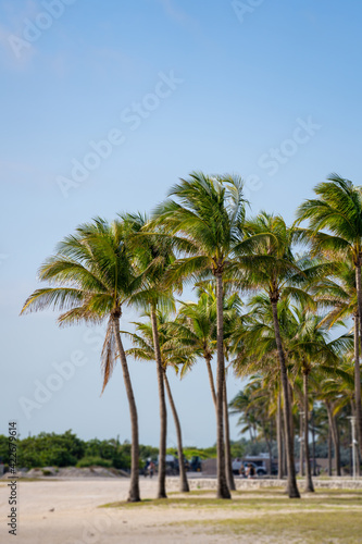 Miami Beach palm trees tilt shift effect © Felix Mizioznikov
