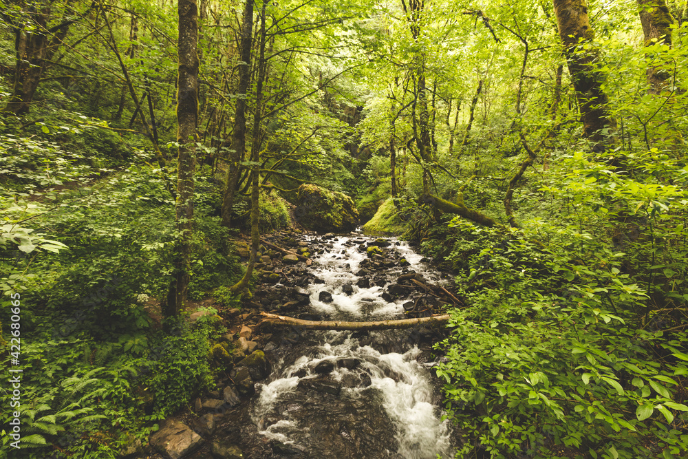 Obraz premium Creek Flowing in Lush Green Forest