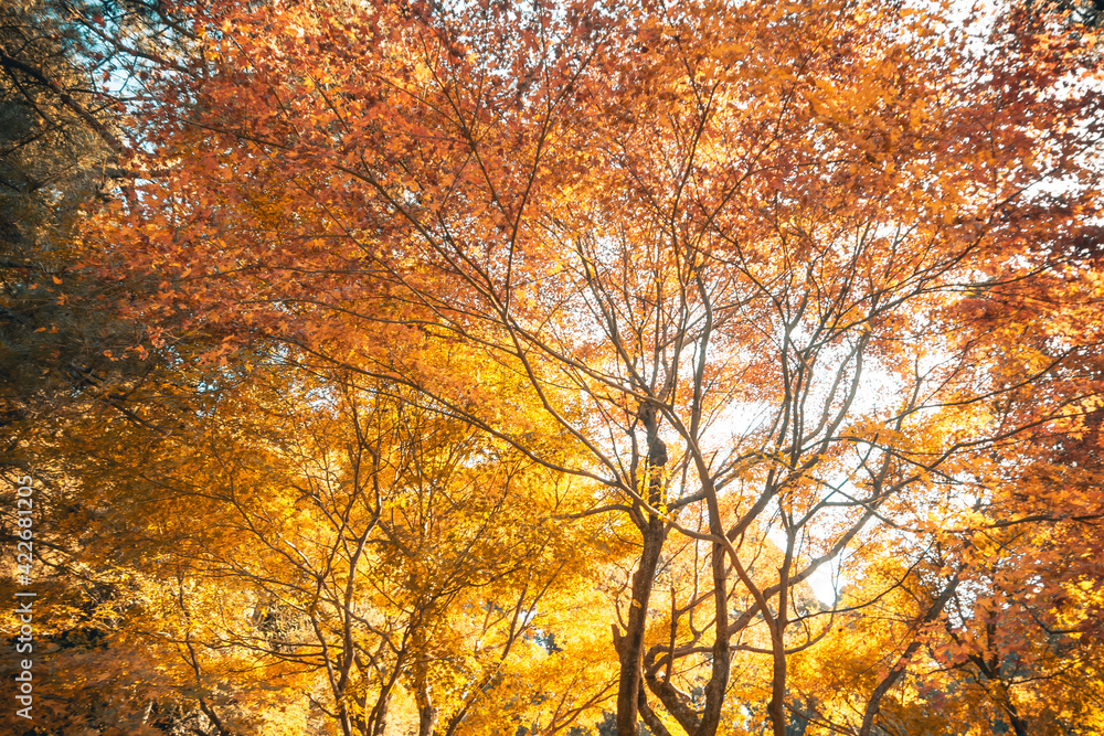Large maple trees with beautiful autumn scenery Large maple trees with beautiful autumn scenery