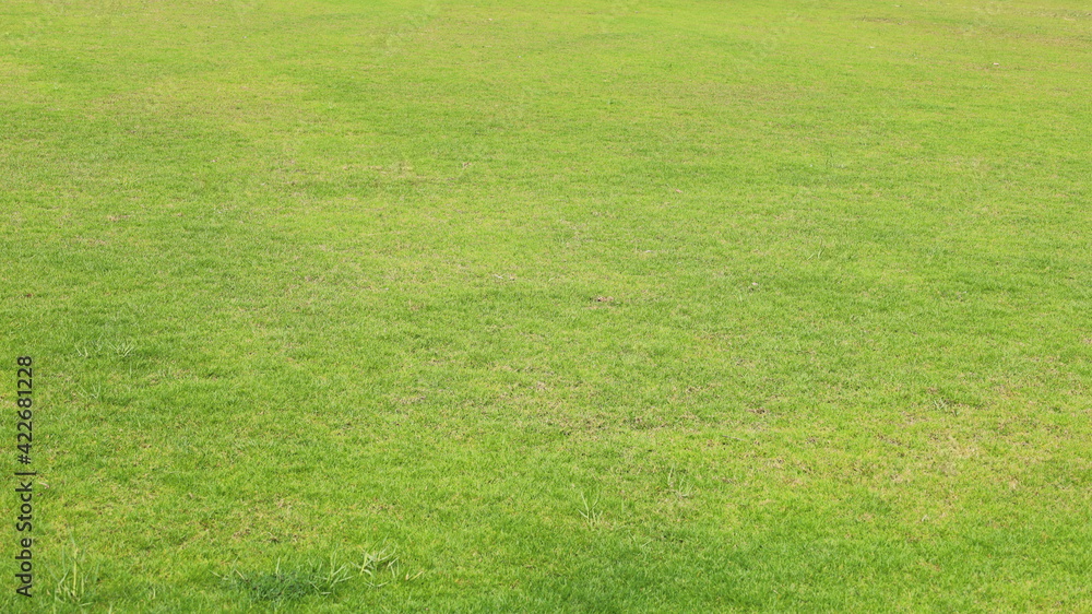 Green grass in the stadium. Backgrounds or fresh lawn surfaces that have not been cut due to lack of good maintenance. Green grass in the stadium. Backgrounds or fresh lawn surfaces that have not been cut due to lack of good maintenance.