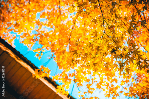 Canvastavla Large maple trees with beautiful autumn scenery