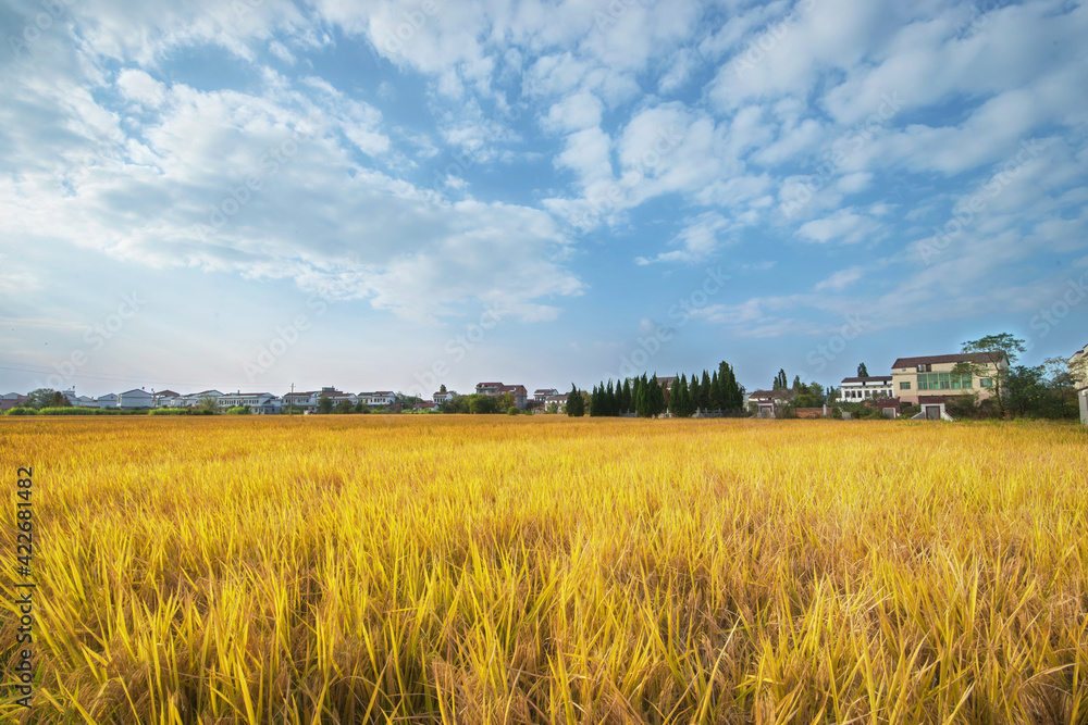 wheat field and sky