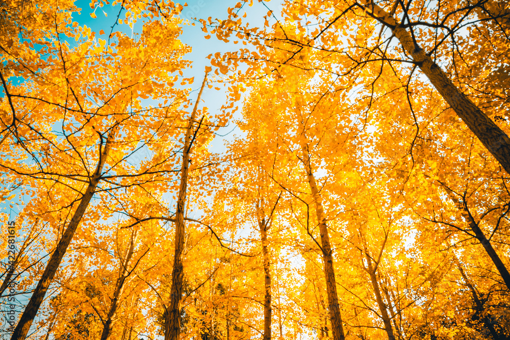 Large maple trees with beautiful autumn scenery Large maple trees with beautiful autumn scenery