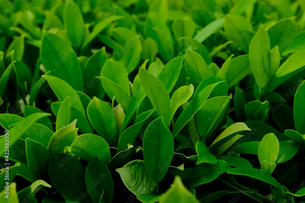 Obraz premium Background nature banyan tree bush, The tree decorate in the garden.