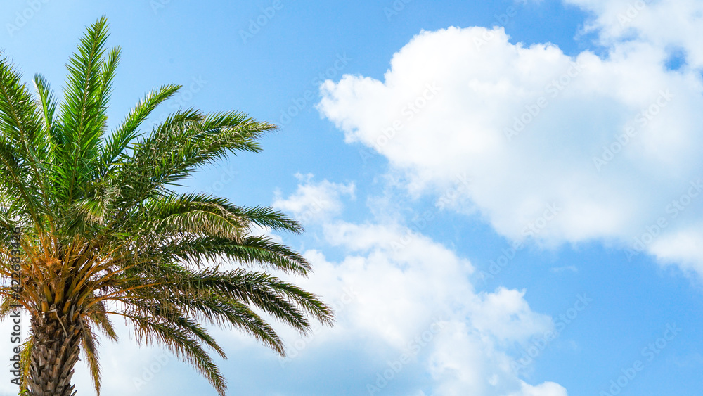 Obraz premium Tropical landscape with beautiful blue sky, big white clouds and palm trees