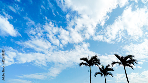 Summer landscape with beautiful blue sky with clouds and palm trees [Okinawa]