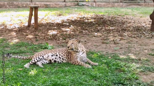 Big and healthy leapord resting in the zoo. Clear and natural view of leapord.