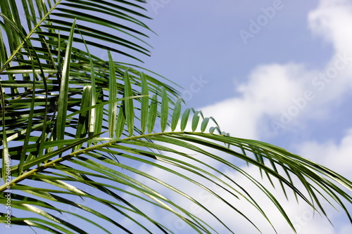 palm leaves frame on blue sky background .Tropics minimalist abstract backdrop. poster.copy space
