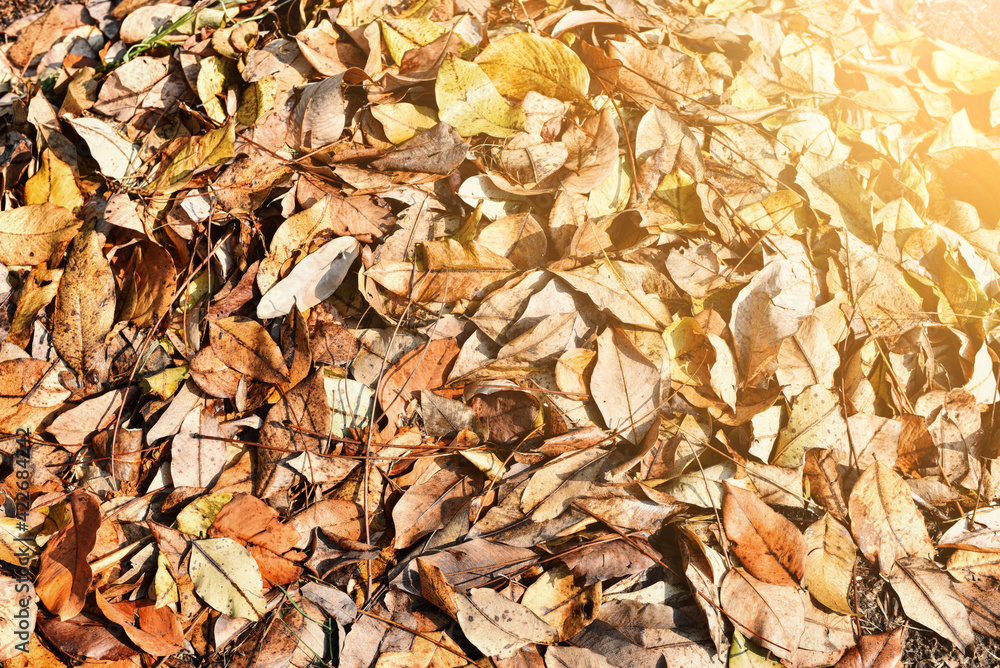 Autumn leaves colors background. Fallen leaves of trees, with sunlight. Autumn leaves colors background. Fallen leaves of trees, with sunlight.