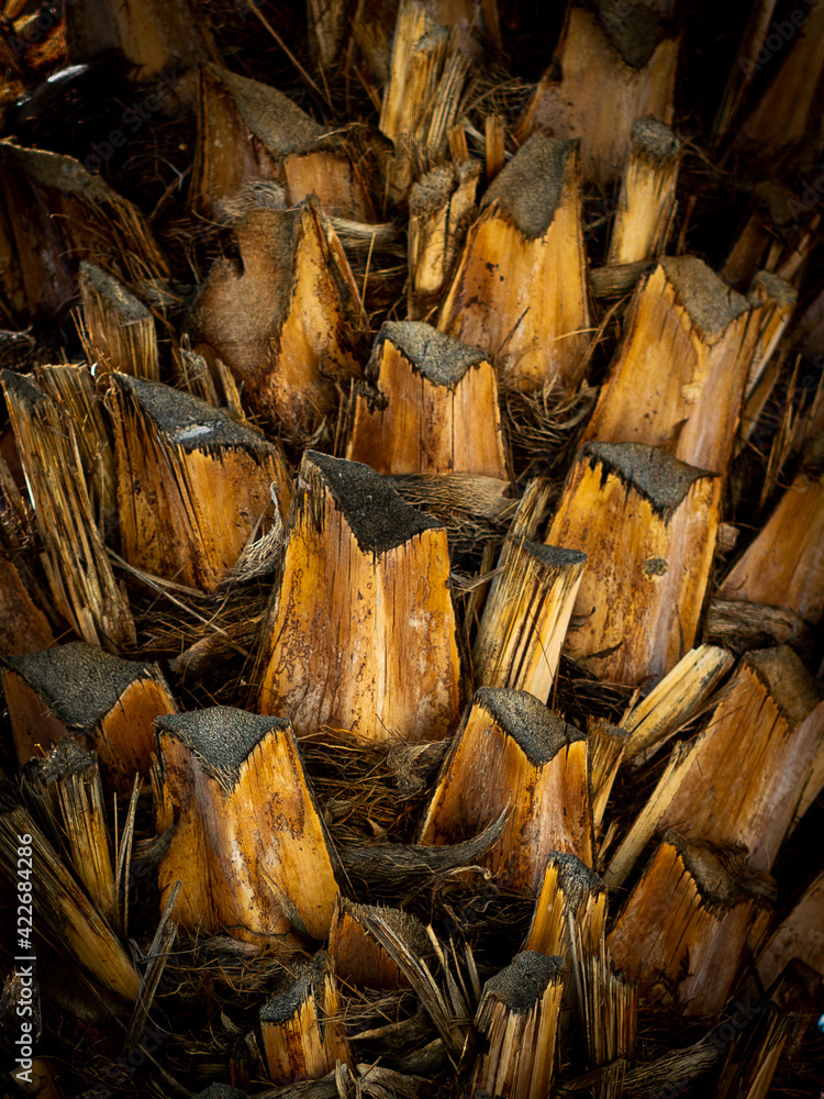 Palm Tree Texture