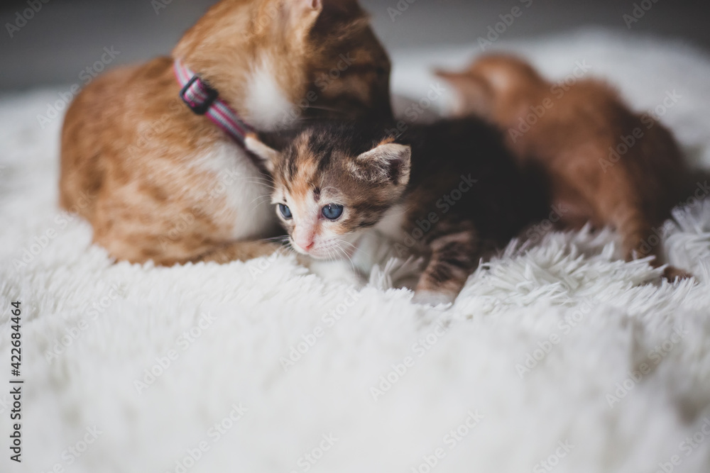Mom cat takes care of her kitten Mom cat takes care of her kitten