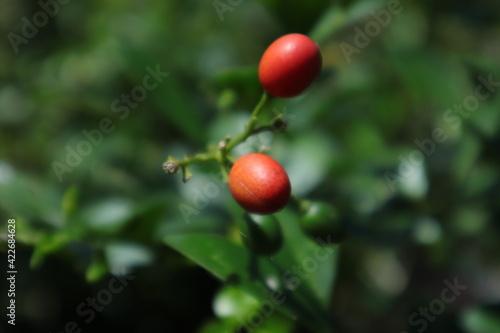 small bery which looks so beautiful and enchanting in two colors yellow and red, this fruit has a smaller size than the other fruit and this fruit has a variety of types. photo