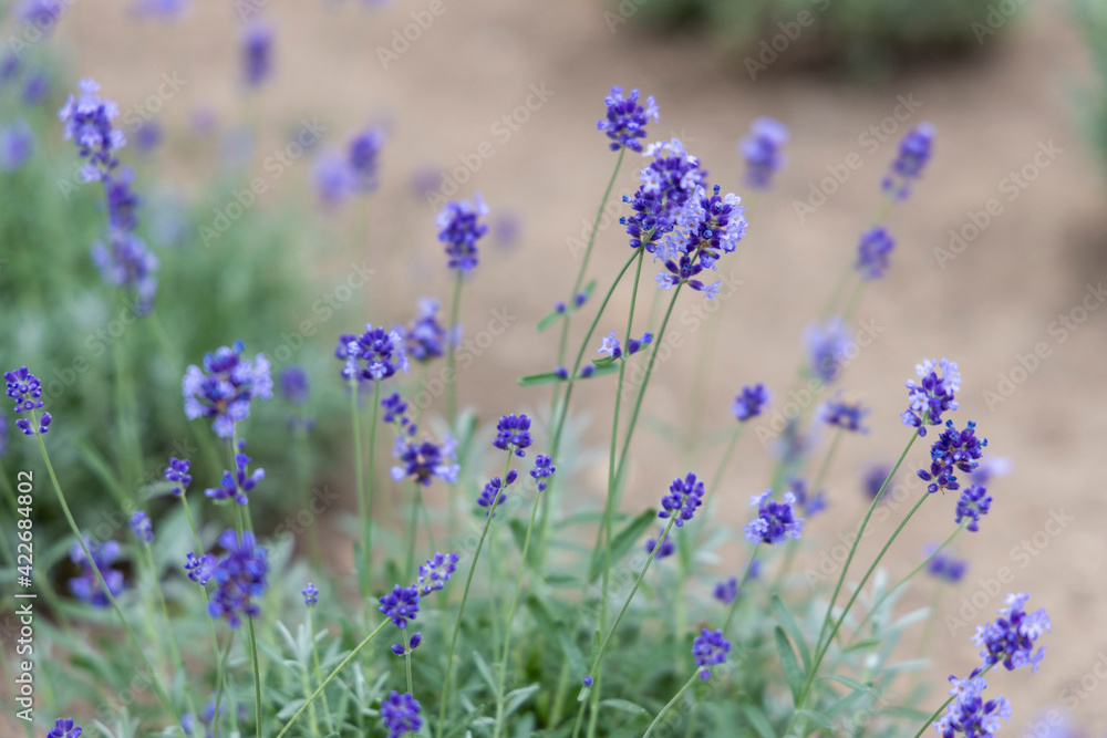 Naklejka premium 北海道中富良野町のラベンダー畑