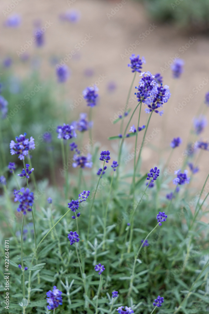 Naklejka premium 北海道中富良野町のラベンダー畑