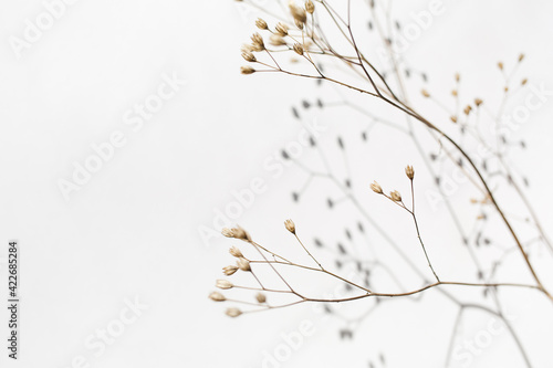 Fototapeta Naklejka Na Ścianę i Meble -  background with beige dried flower and its shadow on white