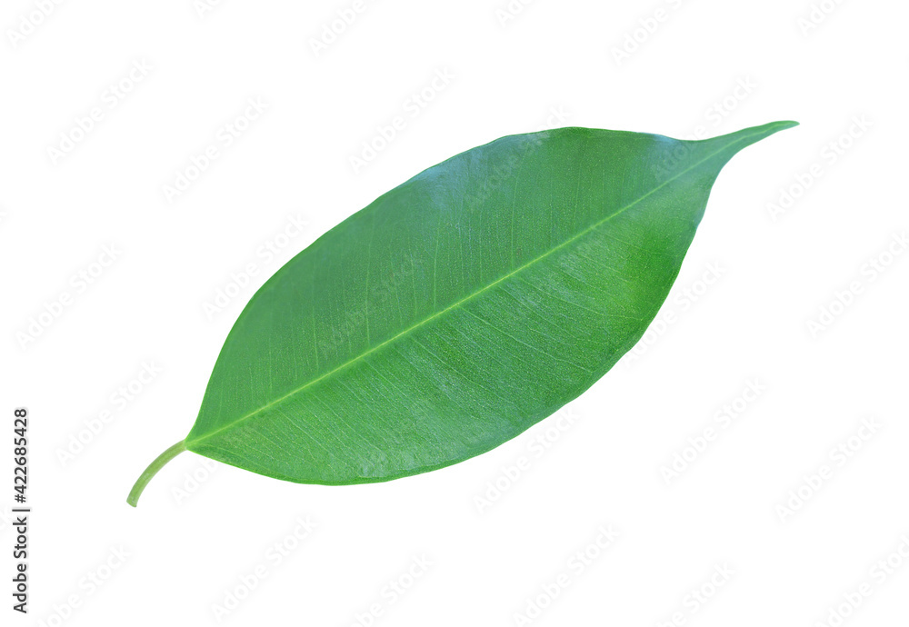 Obraz premium Green leaf isolated on white surface