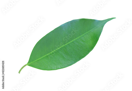 Green leaf isolated on white surface