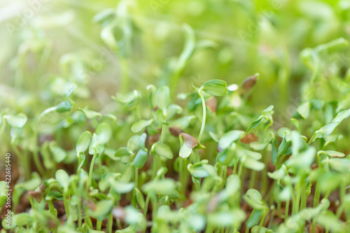 Natural background of small green seedlings with sunlight