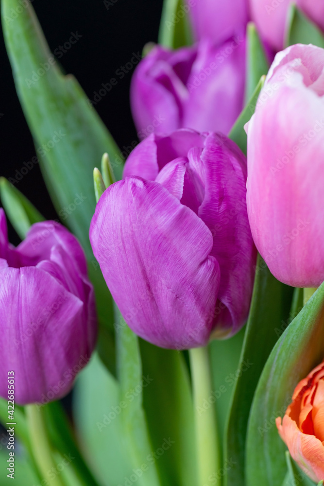 Beautiful bouquet of multicolored tulips close-up. Pink, orange, lilac blossoming spring flowers. Beautiful bouquet of multicolored tulips close-up. Pink, orange, lilac blossoming spring flowers.