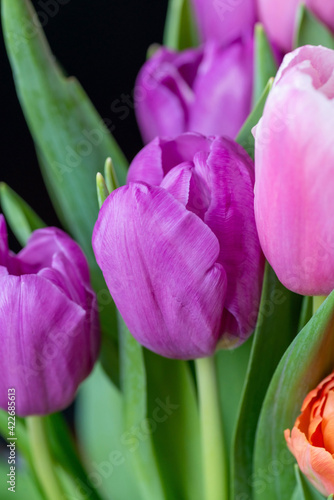 Beautiful bouquet of multicolored tulips close-up. Pink  orange  lilac blossoming spring flowers. 