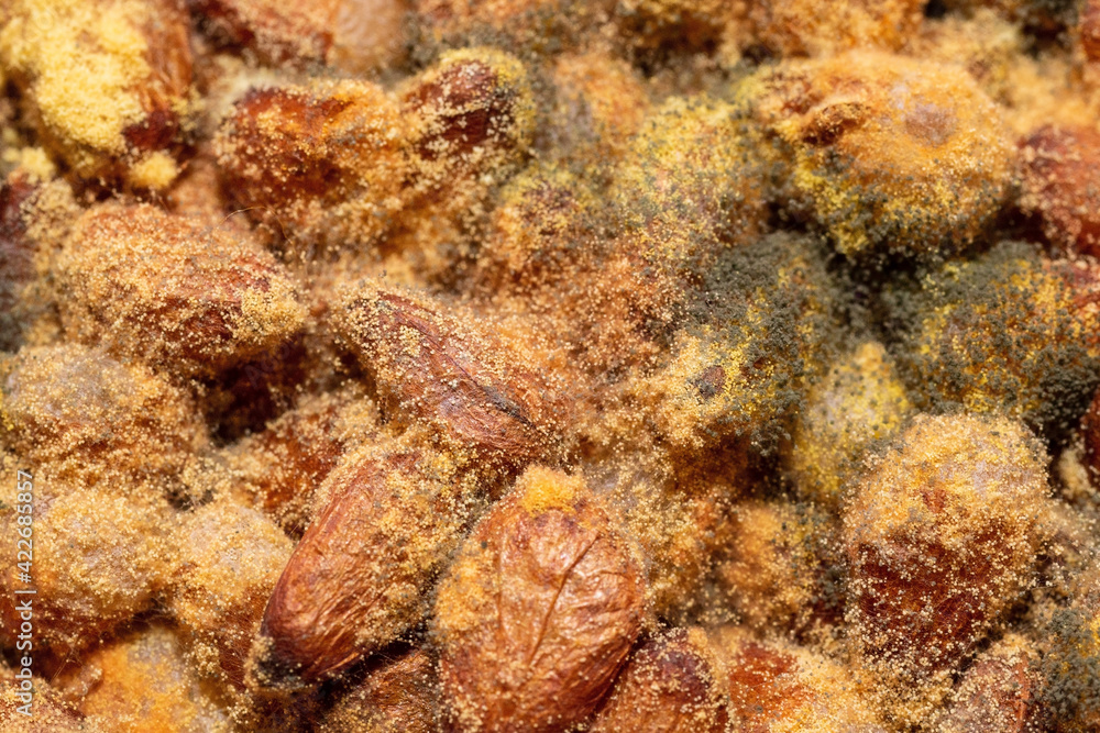 Mold on pine nuts. Macro of yellow and green spores and fungi growing on nuts. Stock Photo