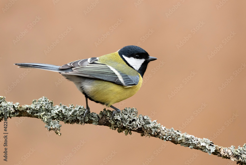 Fototapeta premium Great tit close up ( Parus major )