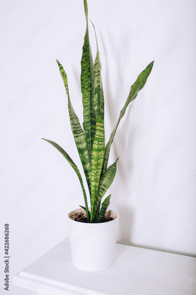 Green plant in white pot on white background. Home decoration assets Green plant in white pot on white background. Home decoration assets