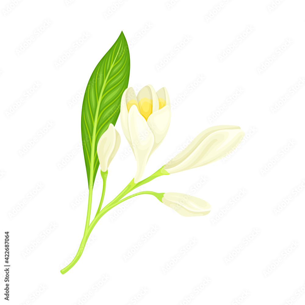 Plumeria or Frangipani Flower with White Oval Petals and Lanceolate Leaf Growing on Green Stem Vector Illustration Plumeria or Frangipani Flower with White Oval Petals and Lanceolate Leaf Growing on Green Stem Vector Illustration
